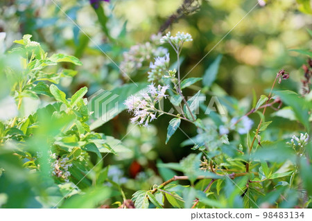 富士巴卡瑪花 98483134