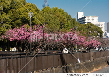 大橫川水上樂園河津櫻 98483238
