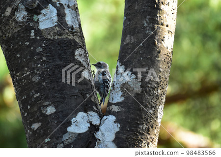 Pygmy woodpecker watching from a cherry tree Pygmy woodpecker watching from a cherry tree 98483566