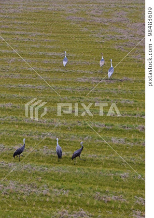 Cranes flying over Izumi Kagoshima 98483609