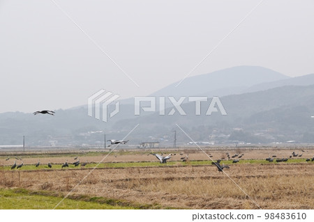 Cranes flying over Izumi Kagoshima Cranes flying over Izumi Kagoshima 98483610