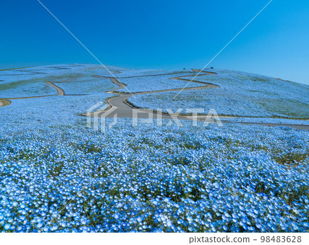 茨城縣常陸那珂市日立海濱公園的 Nemophila,4 月 茨城縣常陸那珂市日立海濱公園的 Nemophila,4 月 98483628