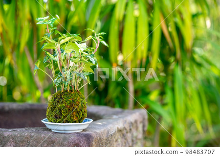 青苔盆景日式圖像 青苔盆景日式圖像 98483707
