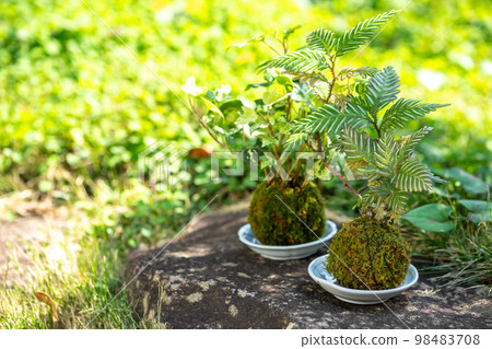 青苔盆景日式圖像 青苔盆景日式圖像 98483708