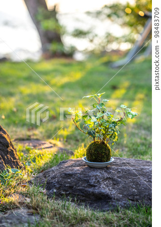 青苔盆景日式圖像 青苔盆景日式圖像 98483709