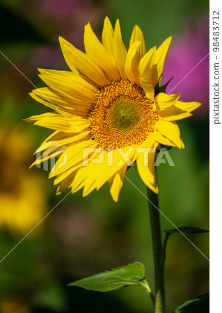 向日葵花 向日葵花 98483712