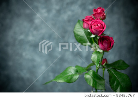 玫瑰花室內攝影 98483767