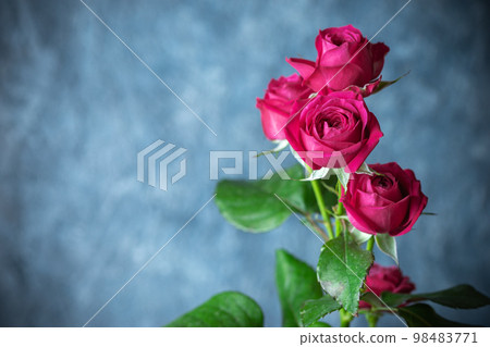玫瑰花室內攝影 98483771