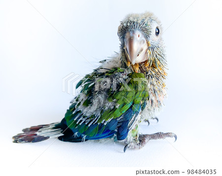 Baby bird of Crimson bellied conure parrot on the white background Baby bird of Crimson bellied conure parrot on the white background 98484035