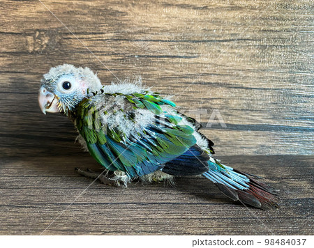 Baby bird of Crimson bellied conure parrot on the wood background Baby bird of Crimson bellied conure parrot on the wood background 98484037