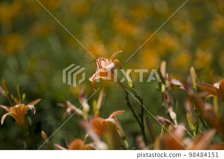 粉紅色的黃花菜 (Hemerocallis) 正在開花。這種黃花菜的名字叫塔姆林。 粉紅色的黃花菜 (Hemerocallis) 正在開花。這種黃花菜的名字叫塔姆林。 98484151
