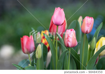Tulip flower spring image Tulip flower spring image 98484350