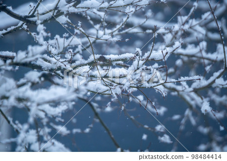 雪堆積在樹枝上，冬天的形象 98484414