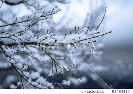 雪堆積在樹枝上,冬天的形象 雪堆積在樹枝上,冬天的形象 98484415