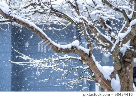 雪堆積在樹枝上，冬天的形象 98484416