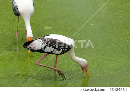 Milky stork close up yellow red beak looking for food in river Milky stork close up yellow red beak looking for food in river 98484684
