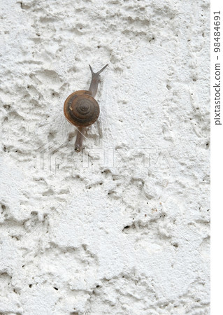 little snail is climbing a white concrete wall 98484691