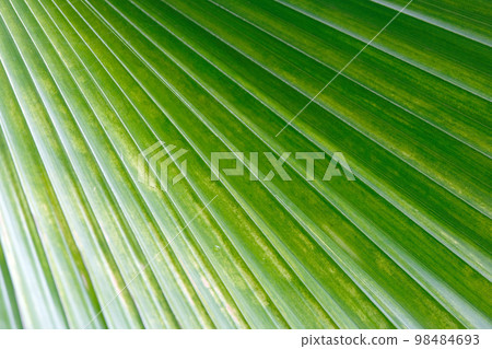 Texture of Green palm Leaf 98484693
