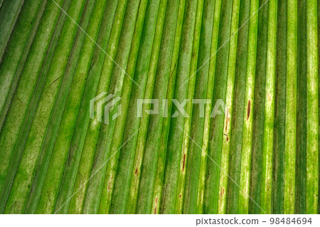 Texture of Green palm Leaf 98484694