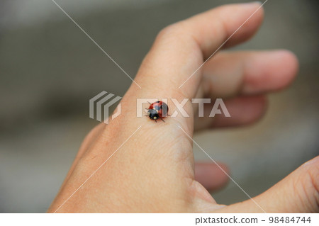 Seven-spotted ladybird/Crawling on the hand 98484744