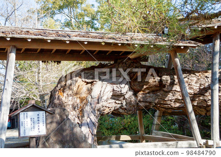 Close-up of the large pine trunk of Honshu-ji Temple, where the grave of Kazumasa Ishikawa is located (Okazaki City, Aichi Prefecture) 98484790