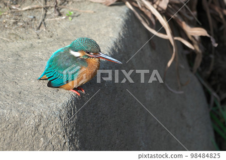 beautiful blue gem kingfisher 98484825