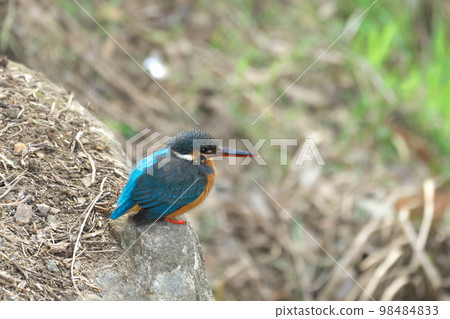 Beautiful blue jewel kingfisher waiting for spring 98484833