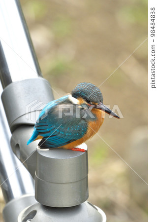 Beautiful blue jewel kingfisher waiting for spring 98484838
