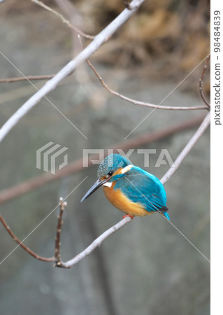 Beautiful blue jewel kingfisher waiting for spring 98484839