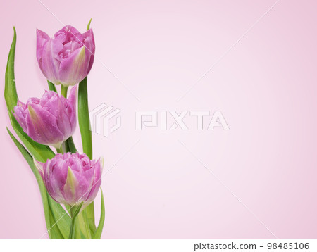 Top view with pink tulips on pink background. 98485106