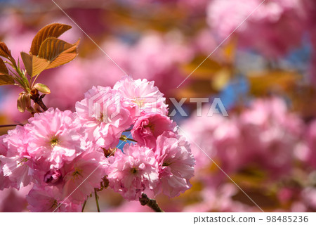 Yaezakura of Hiei Mountain 98485236