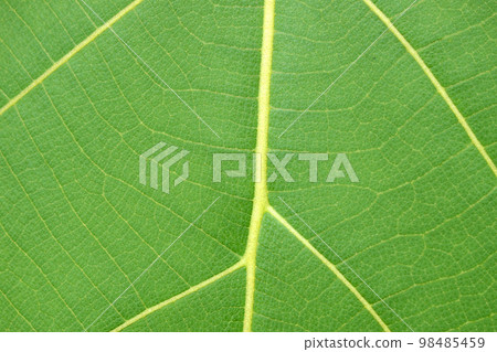 Green leaf Stock Photo