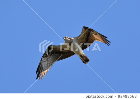 Koshibegawa, Kawashima-cho, Hiki-gun, Saitama Prefecture, where the swans come to visit The hawk-eyed osprey, also known as the vodka, soars above the blue sky 98485568