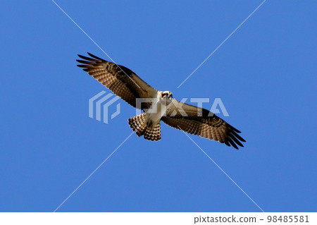 Koshibegawa, Kawashima-cho, Hiki-gun, Saitama Prefecture, where the swans come to visit The hawk-eyed osprey, also known as the vodka, soars above the blue sky Koshibegawa, Kawashima-cho, Hiki-gun, Saitama Prefecture, where the swans come to visit The hawk-eyed osprey, also known as the vodka, soars above the blue sky 98485581