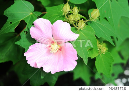 Pink Fuyou (Fuyou) that began to bloom at the end of summer Pink Fuyou (Fuyou) that began to bloom at the end of summer 98485718