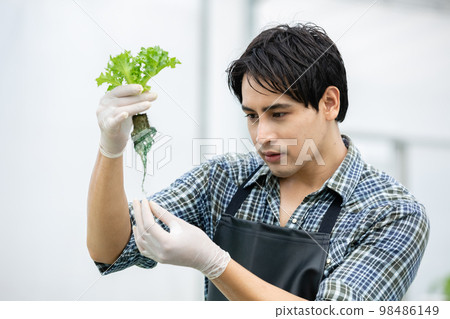 young farmer man holding vegetable hydroponic. male harvest produce agriculture at greenhouse 98486149