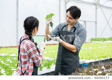 young farmer man and woman check vegetable hydroponic. harvest produce agriculture. young farmer man and woman check vegetable hydroponic. harvest produce agriculture. 98486157