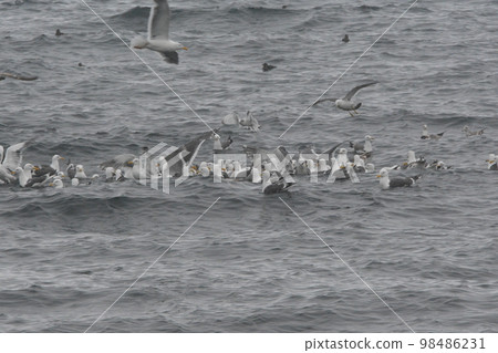 A group of seagulls A group of seagulls 98486231