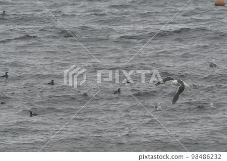 A group of seagulls 98486232