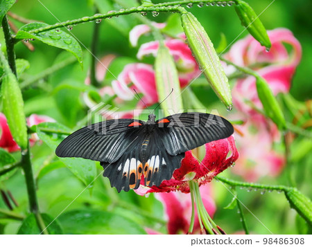 鹿子百合和鳳蝶馬卡翁 98486308