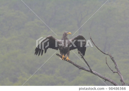 White-tailed eagle White-tailed eagle 98486366