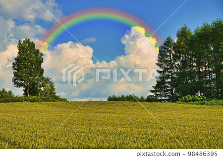 美麗的北海道田園風光 98486395