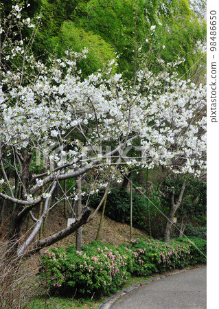 Cherry blossoms at the big park 98486650