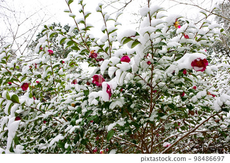 Snow and sasanqua flowers at Kogetsuin in Matsudaira in winter 98486697