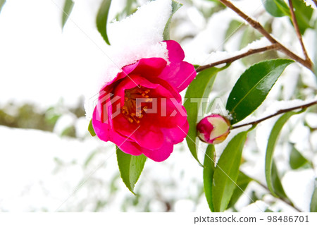 冬季鬆平 Kogetsuin 的雪和茶梅花 98486701