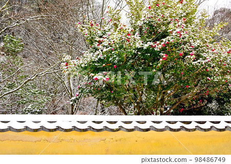 Snowy Matsudaira Goenchi Muromachi Wall Sasanqua Flower 98486749