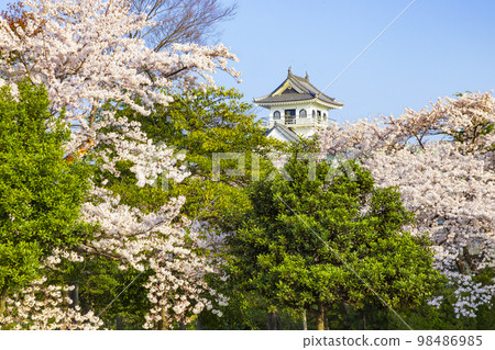 滋賀縣長濱市公園町的長濱城（長濱城歷史資料館）和豐公園的櫻花 98486985