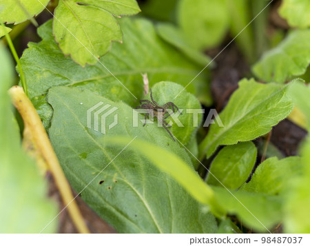 A jumping spider on a leaf A jumping spider on a leaf 98487037