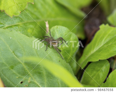 A jumping spider on a leaf A jumping spider on a leaf 98487038