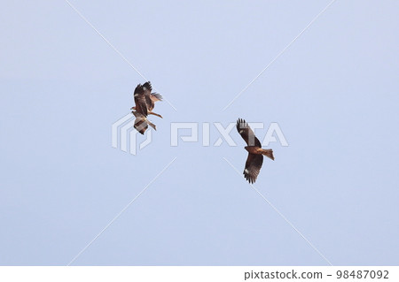 Fight of the Tonbi 98487092